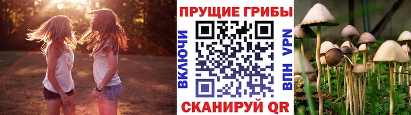 Псилоцибиновые грибы Psilocybe  блэк спрут как войти  Тайшет 